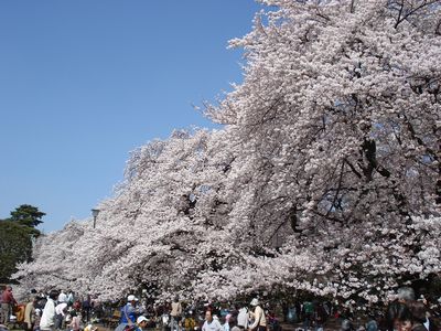 小金井公園の桜