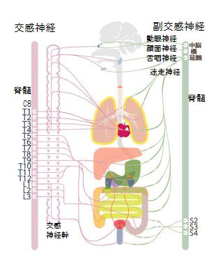 背骨と自律神経