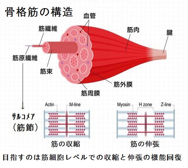 骨格筋の構造　