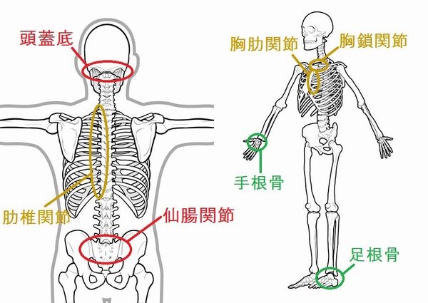 関節ファシャリリースの施術対象